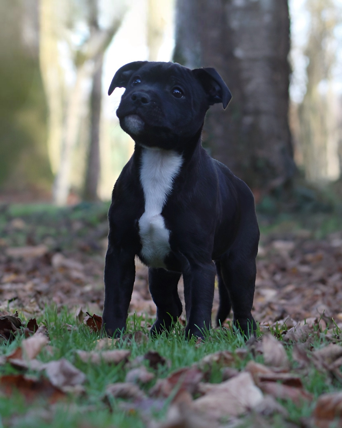 Land Of Black Pearls Arcadia