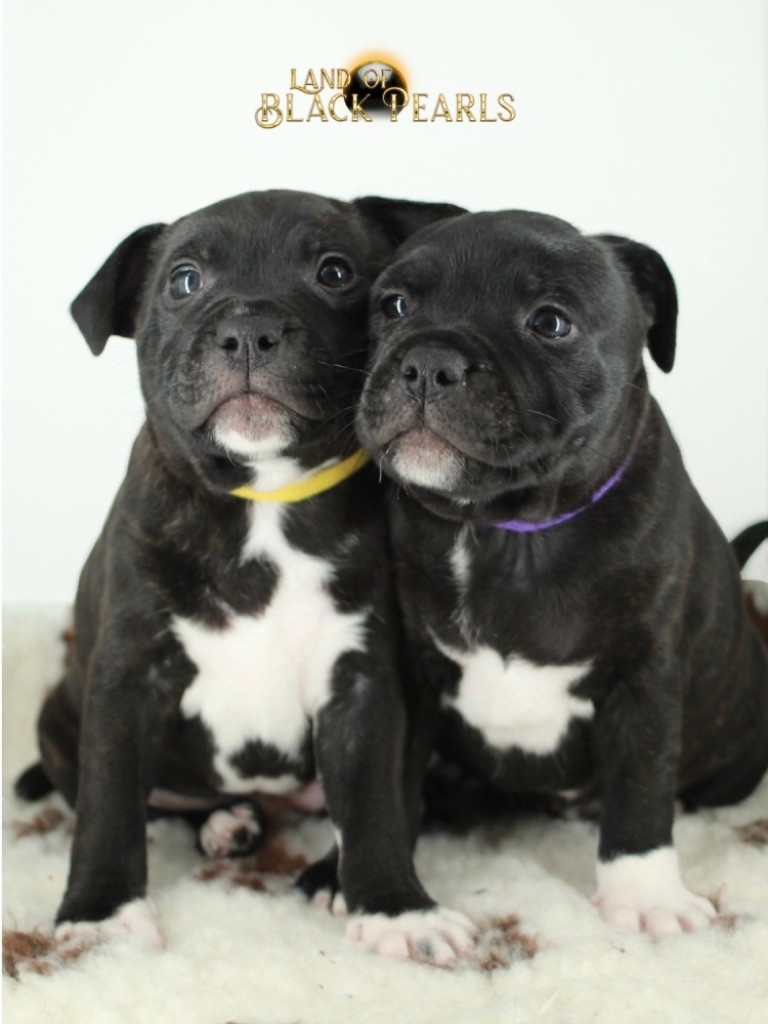 Land Of Black Pearls - Staffordshire Bull Terrier - Portée née le 13/12/2023