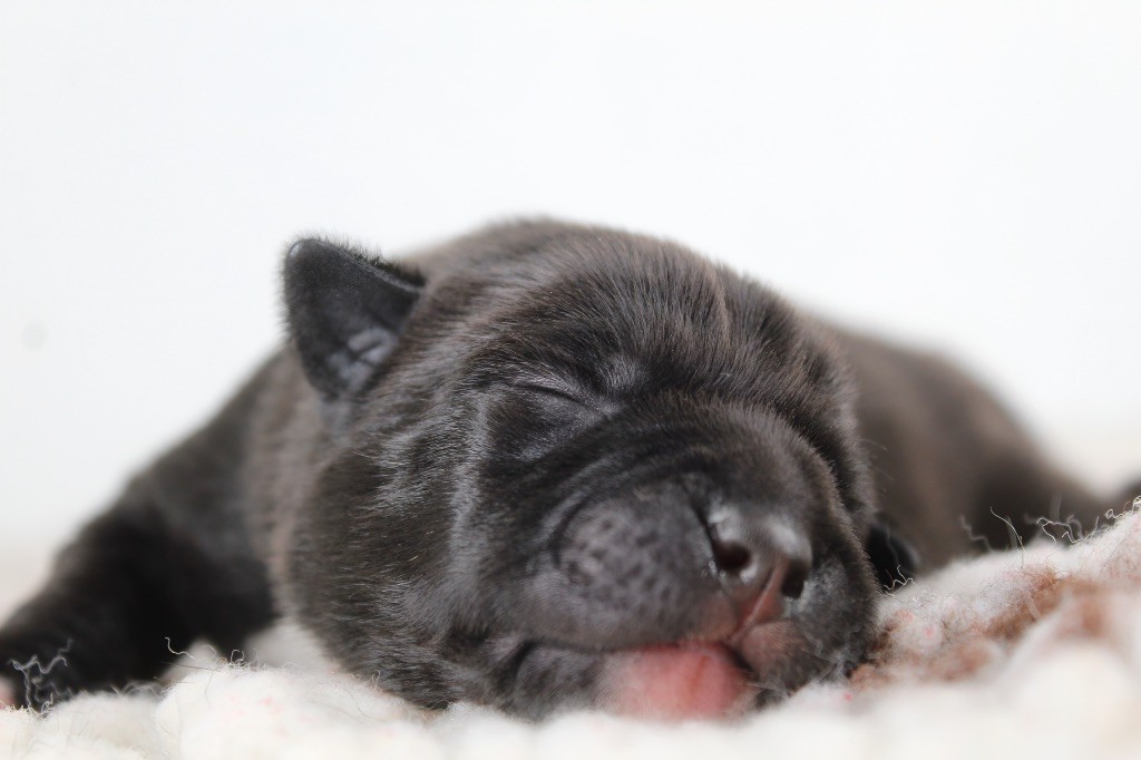 Land Of Black Pearls - Chiots disponibles - Staffordshire Bull Terrier