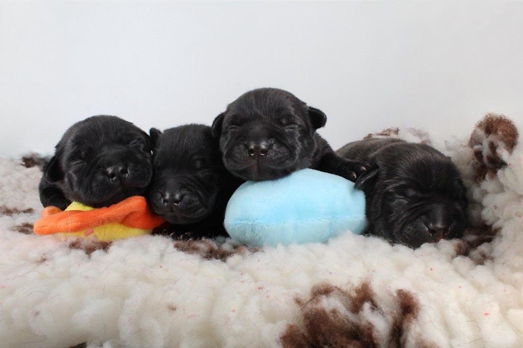 Chiot Staffordshire Bull Terrier Land Of Black Pearls